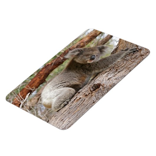 コアラベア マグネット (左側)