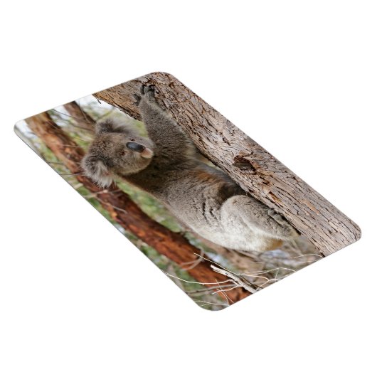 コアラベア マグネット (右側)