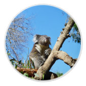 コアラベア　人生の意味,  セラミックノブ (正面)