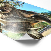 コアラ写真 フォトプリント            (角)