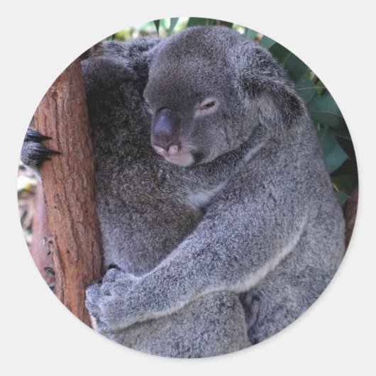 コアラ家族のステッカー ラウンドシール (正面)