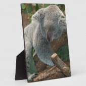 コアラ愛動物の運命のギフト フォトプラーク (側面)