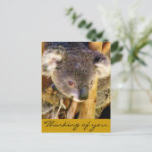 コアラ愛_ ポストカード (スタンド正面)