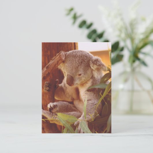 コアラ愛 ポストカード (スタンド正面)