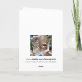 コアラ挨拶カード カード (裏面)