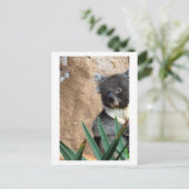 コアラ接写はがき ポストカード (スタンド正面)