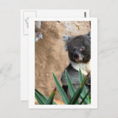 コアラ接写はがき ポストカード (正面/裏面)
