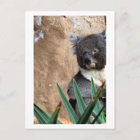 コアラ接写はがき ポストカード (正面)