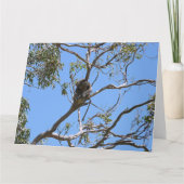 コアラ昼寝 カード (正面)