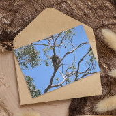 コアラ昼寝 カード