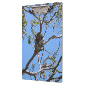 コアラ昼寝 クリップボード (左)