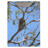 コアラ昼寝 クリップボード (正面)