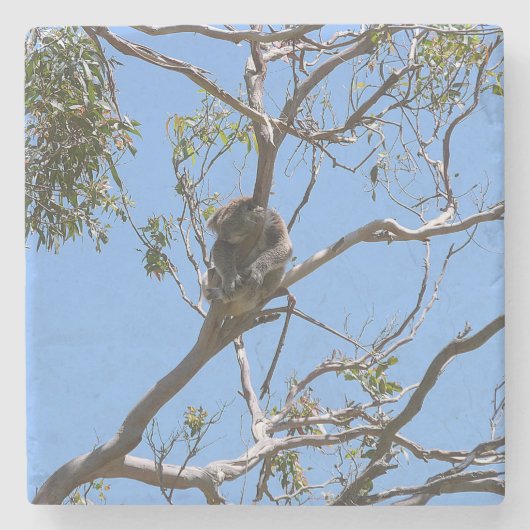 コアラ昼寝 ストーンコースター (正面)