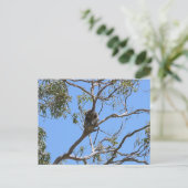 コアラ昼寝 ポストカード (スタンド正面)