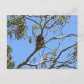 コアラ昼寝 ポストカード (正面)