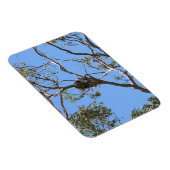 コアラ昼寝 マグネット (右側)