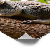 コアラ登山Aツリー ポスター (角)