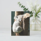 コアラ葉書 ポストカード (スタンド正面)