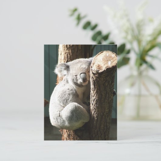 コアラ葉書 ポストカード (スタンド正面)