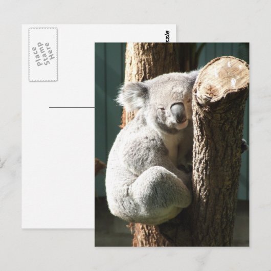 コアラ葉書 ポストカード (正面/裏面)
