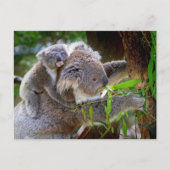 コアラ親子 ポストカード (正面)