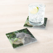 コアラ食べの歯茎 ガラスコースター (アングル)