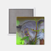 コアラ食べ物磁石 マグネット (正面/裏面)