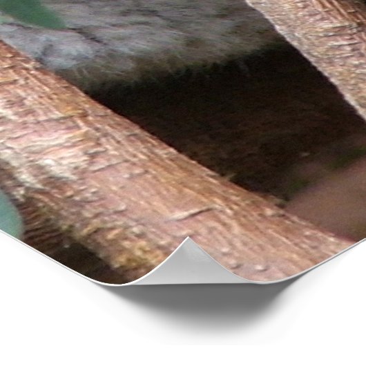 コアラ14 ポスター (角)