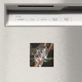 コアラ1 マグネット (インサイチュ (食洗機))