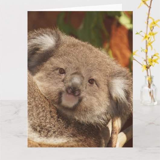 コアラ カード (黄色い花)