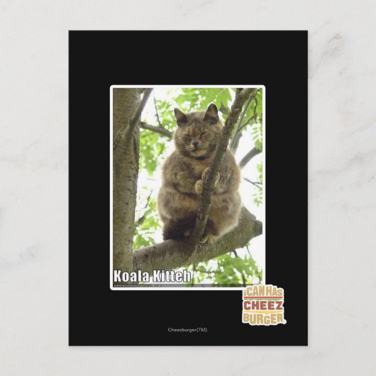 コアラ・キッテ ポストカード (正面)