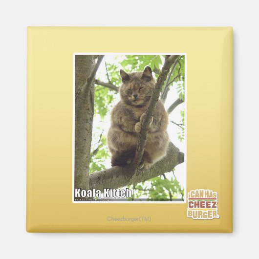 コアラ・キッテ マグネット (正面)