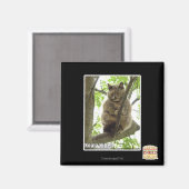 コアラ・キッテ マグネット (正面/裏面)