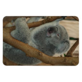 コアラ クマ オーストラリア サファリ 平和 愛 自然 運命 マグネット (横)