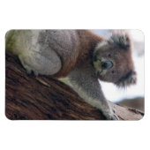 コアラ クマ オーストラリア サファリ 平和 愛 自然 運命 マグネット (横)