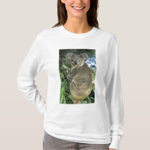 コアラ、コアラ (Phascolarctos cinereus)、絶滅危惧種、 Tシャツ