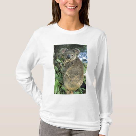 コアラ、コアラ (Phascolarctos cinereus)、絶滅危惧種、 Tシャツ (正面)