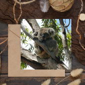 コアラ – スリープ