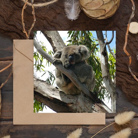 コアラ – スリープ