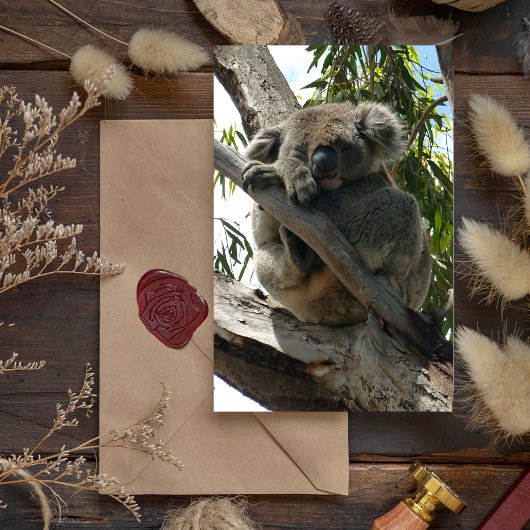 コアラ – スリープ