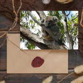 コアラ – スリープ