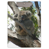 コアラ – スリープ クリップボード (正面)