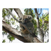 コアラ – スリープ フォトプリント            (正面)