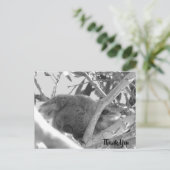 コアラ・スリープ、白黒写真、オーストラリア ポストカード (スタンド正面)