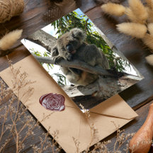 コアラ – スリープ