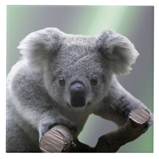 コアラ タイル (正面)