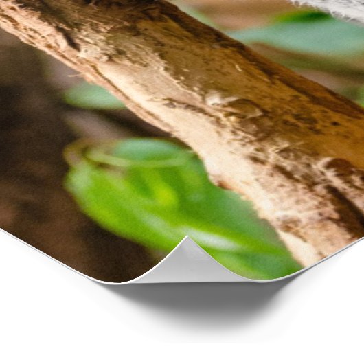 コアラ・ベア ポスター (角)