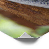 コアラ・ベア・ポスター ポスター (角)