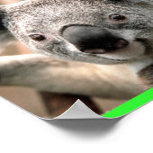 コアラ ポスター (角)