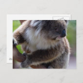 コアラ ポストカード (正面/裏面)